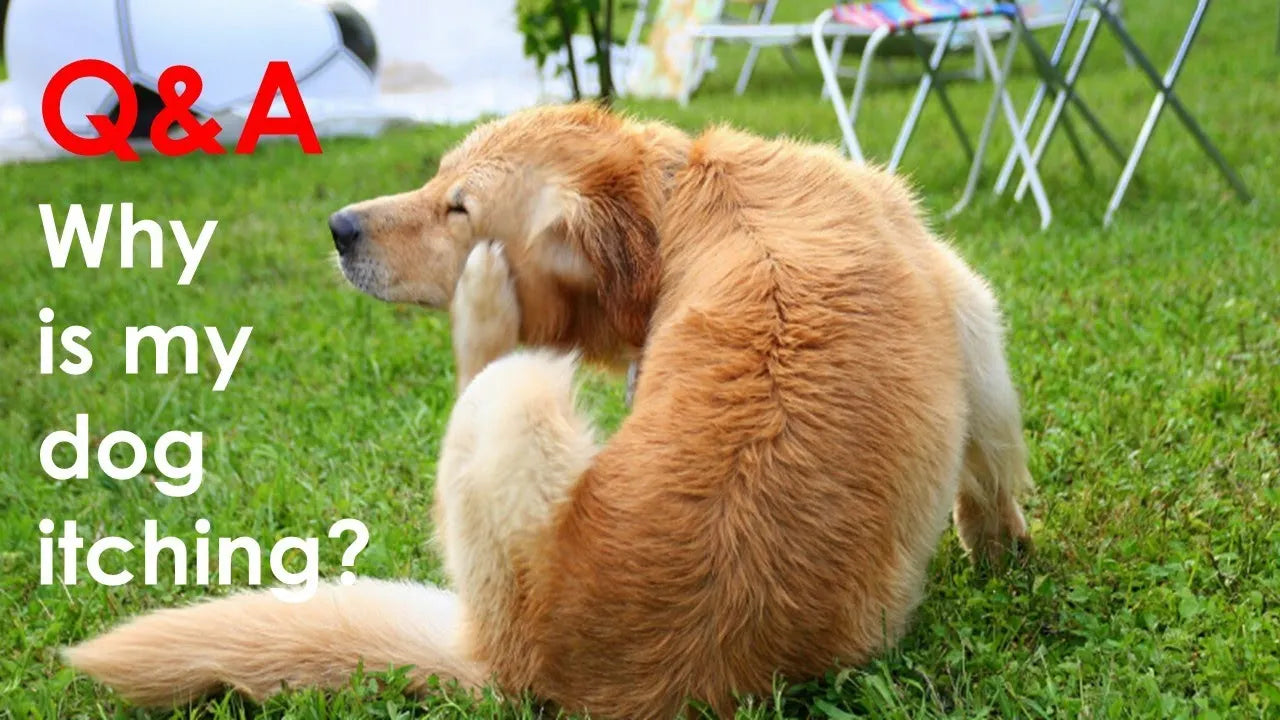 Dog Still Itching After Flea Treatment? Causes and What to Do Next