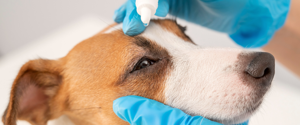 Can You Use Gentamicin Eye Drops on Dogs and Cats? A Safe Pet Eye Care Guide