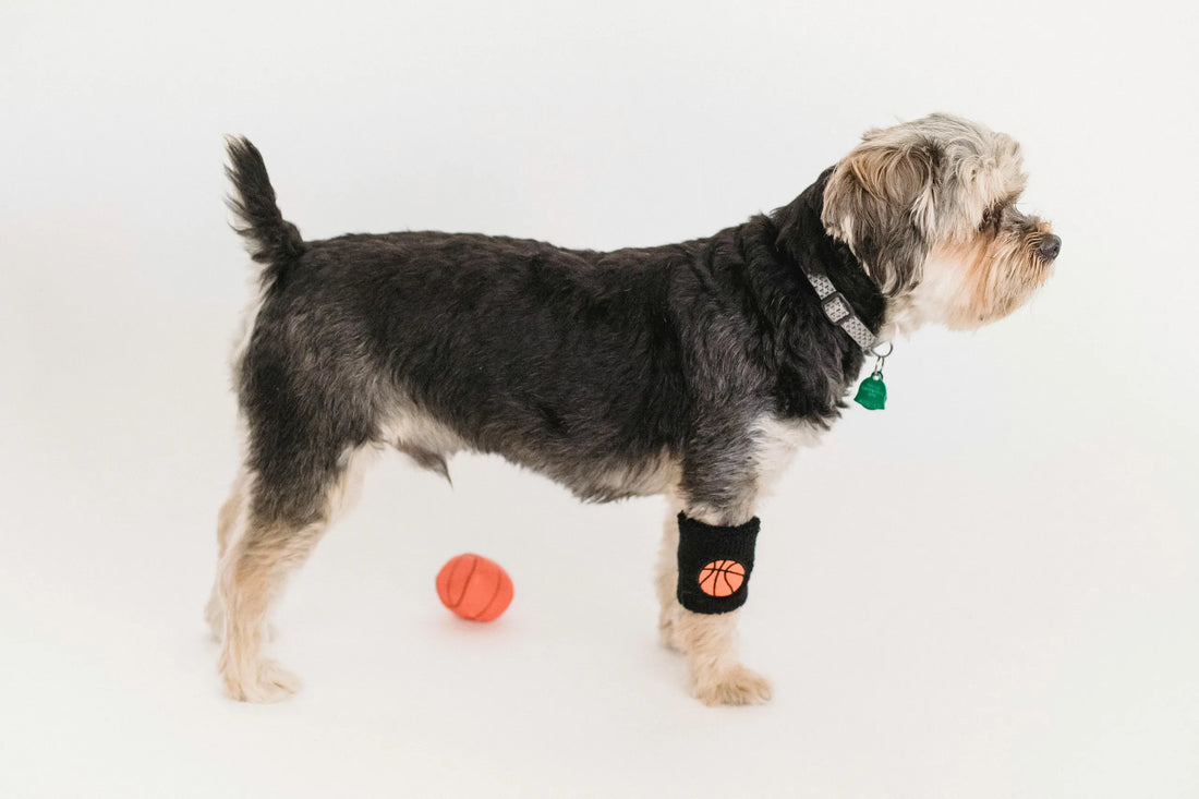 Dog & Cat Parasite Protection: Why Spot-On Avermectin Matters