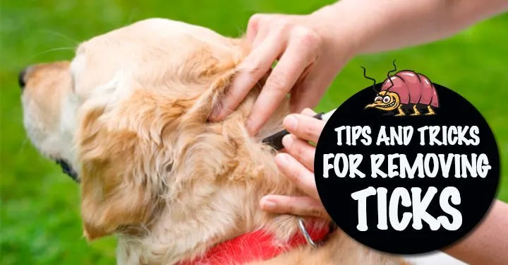 Why Is Flea Treatment Not Working? 9 Reasons You Still See Fleas