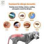 Cassiel Pet allergic dermatitis triggers including bacteria mites pollen lice dust food and fleas