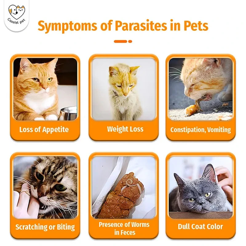 Cassiel Pet cat parasite warning signs including appetite loss weight loss vomiting scratching and worms