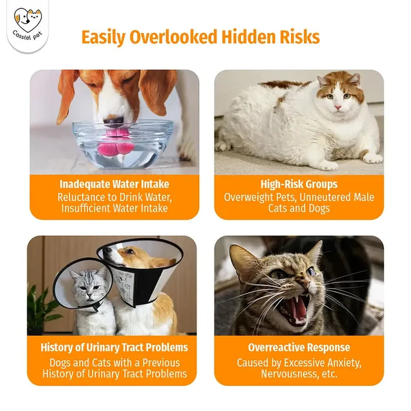 Cassiel Pet hidden urinary health risks for dogs and cats